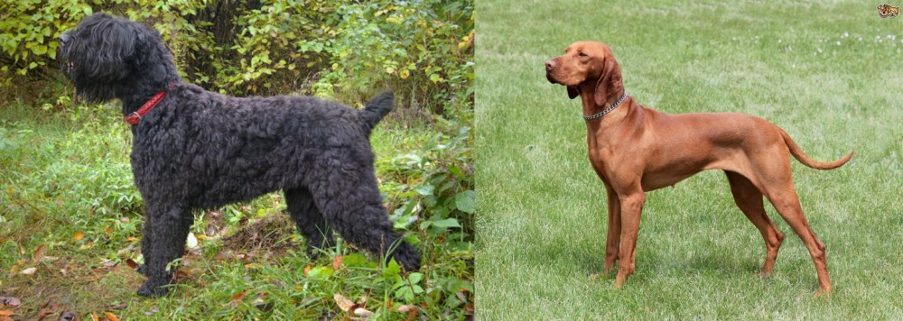Hungarian Vizsla vs Black Russian Terrier - Breed Comparison