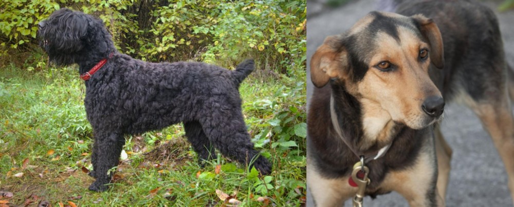 Huntaway vs Black Russian Terrier - Breed Comparison