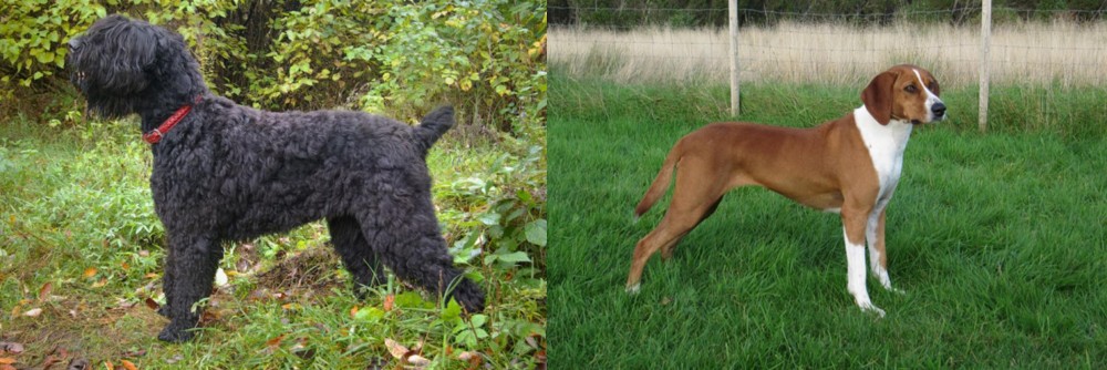 Hygenhund vs Black Russian Terrier - Breed Comparison
