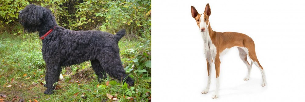 Ibizan Hound vs Black Russian Terrier - Breed Comparison