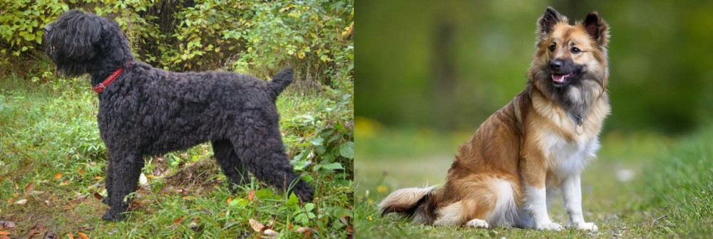 Icelandic Sheepdog vs Black Russian Terrier - Breed Comparison
