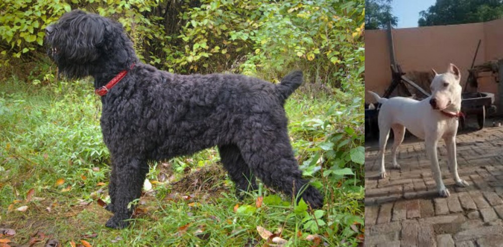 Indian Bull Terrier vs Black Russian Terrier - Breed Comparison
