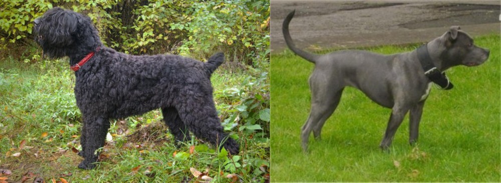 Irish Bull Terrier vs Black Russian Terrier - Breed Comparison
