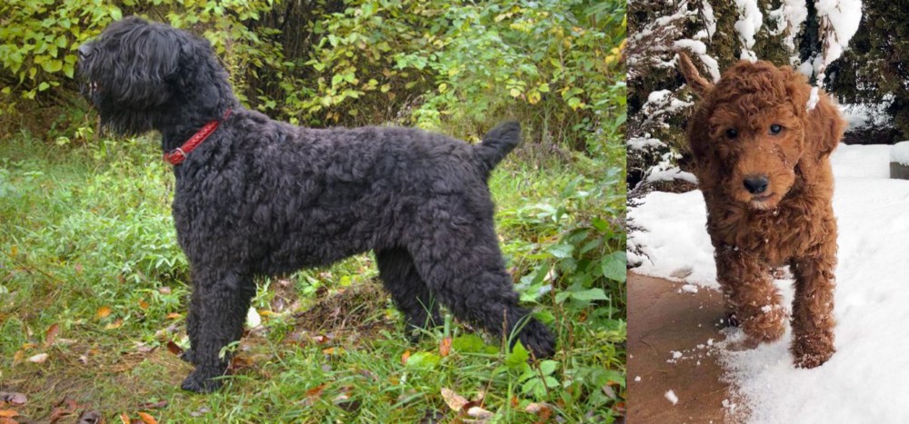 Irish Doodles vs Black Russian Terrier - Breed Comparison