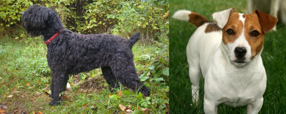 Irish Jack Russell vs Black Russian Terrier - Breed Comparison