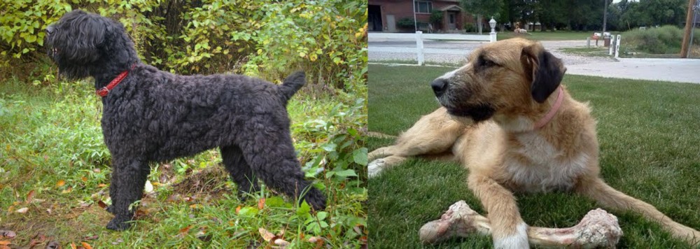Irish Mastiff Hound vs Black Russian Terrier - Breed Comparison