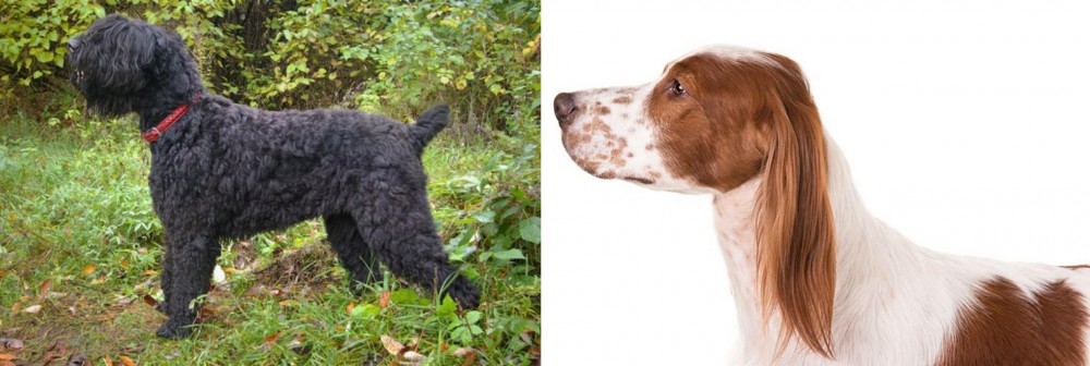 Irish Red and White Setter vs Black Russian Terrier - Breed Comparison