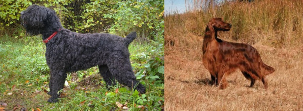Irish Setter vs Black Russian Terrier - Breed Comparison