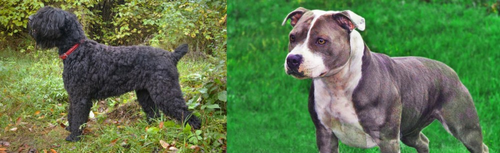 Irish Staffordshire Bull Terrier vs Black Russian Terrier - Breed Comparison