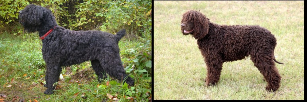 Irish Water Spaniel vs Black Russian Terrier - Breed Comparison