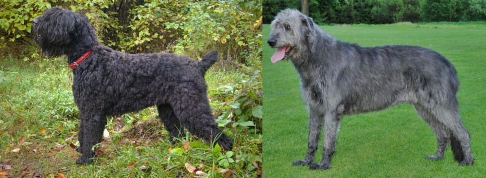 Irish Wolfhound vs Black Russian Terrier - Breed Comparison