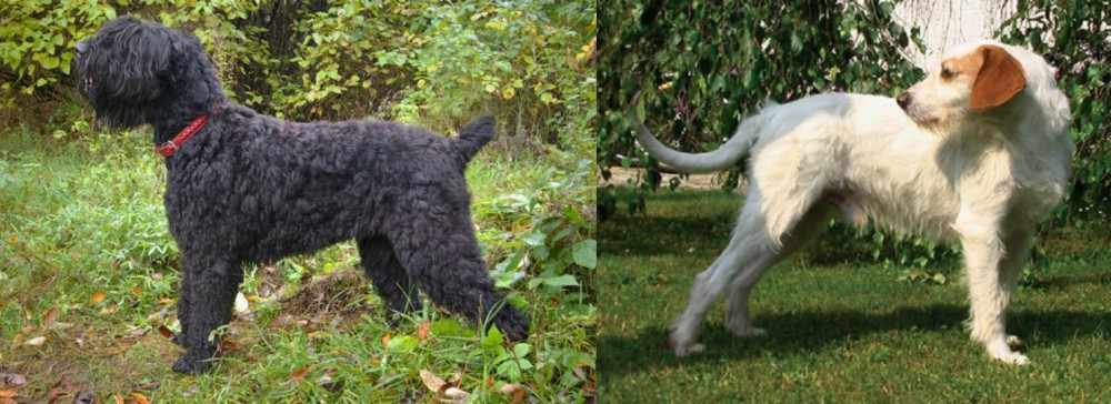 Istarski Ostrodlaki Gonic vs Black Russian Terrier - Breed Comparison