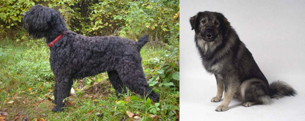 Istrian Sheepdog vs Black Russian Terrier - Breed Comparison