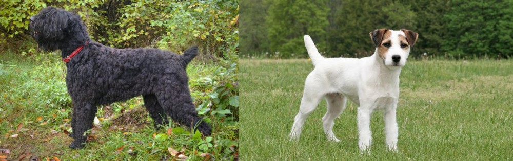 Jack Russell Terrier vs Black Russian Terrier - Breed Comparison