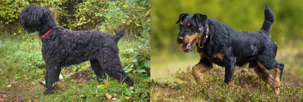 Jagdterrier vs Black Russian Terrier - Breed Comparison