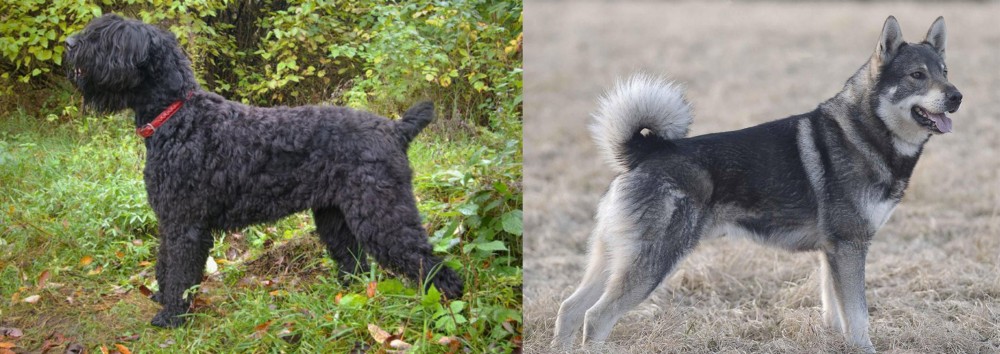 Jamthund vs Black Russian Terrier - Breed Comparison