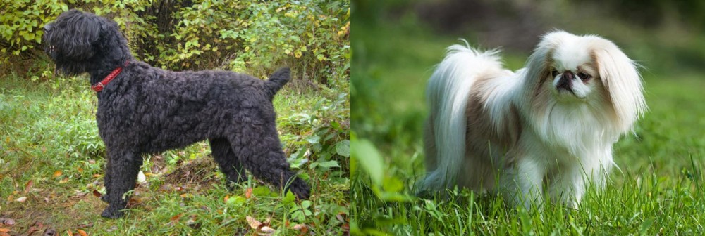 Japanese Chin vs Black Russian Terrier - Breed Comparison