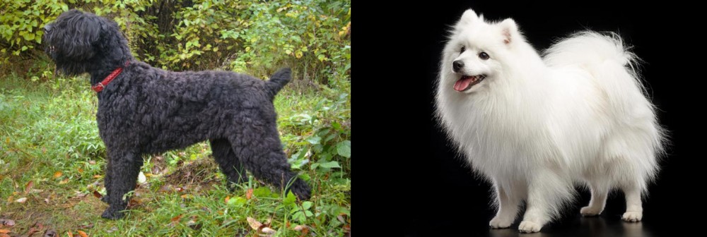Japanese Spitz vs Black Russian Terrier - Breed Comparison