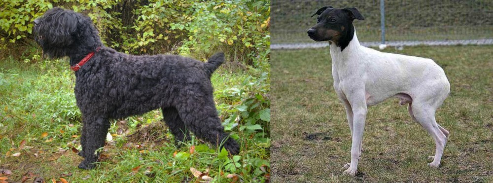 Japanese Terrier vs Black Russian Terrier - Breed Comparison
