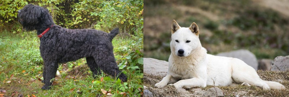 Jindo vs Black Russian Terrier - Breed Comparison