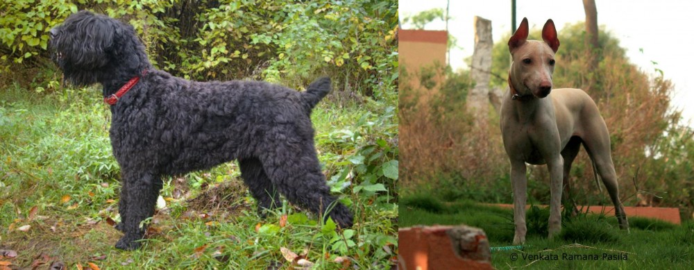 Jonangi vs Black Russian Terrier - Breed Comparison