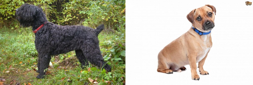 Jug vs Black Russian Terrier - Breed Comparison