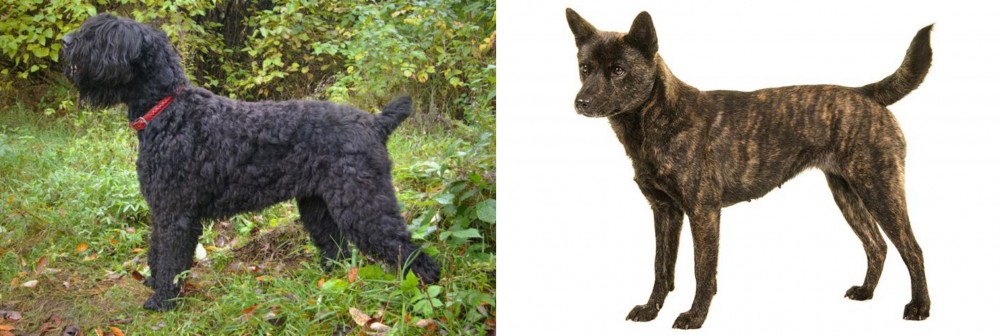 Kai Ken vs Black Russian Terrier - Breed Comparison
