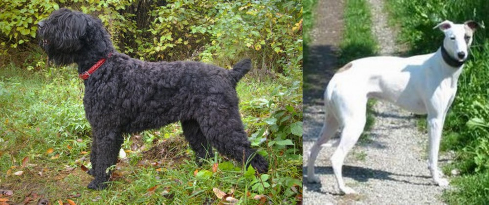 Kaikadi vs Black Russian Terrier - Breed Comparison
