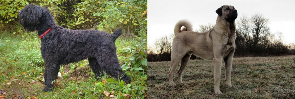 Kangal Dog vs Black Russian Terrier - Breed Comparison