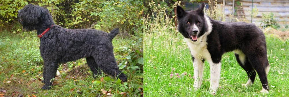 Karelian Bear Dog vs Black Russian Terrier - Breed Comparison