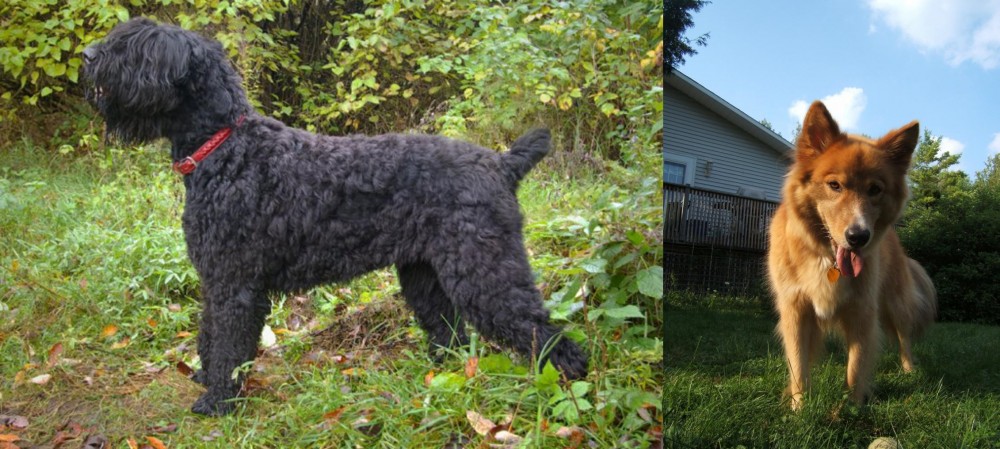 Karelo-Finnish Laika vs Black Russian Terrier - Breed Comparison