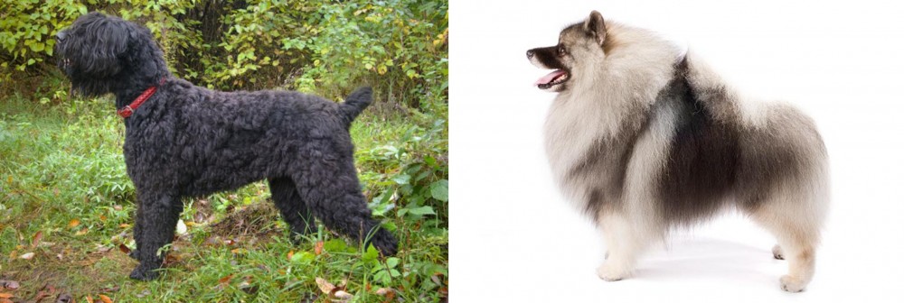 Keeshond vs Black Russian Terrier - Breed Comparison