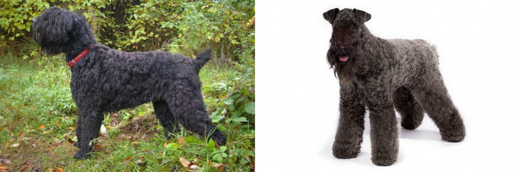 Kerry Blue Terrier vs Black Russian Terrier - Breed Comparison