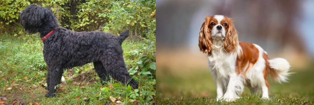King Charles Spaniel vs Black Russian Terrier - Breed Comparison