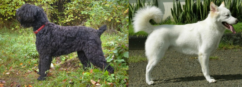 Kintamani vs Black Russian Terrier - Breed Comparison
