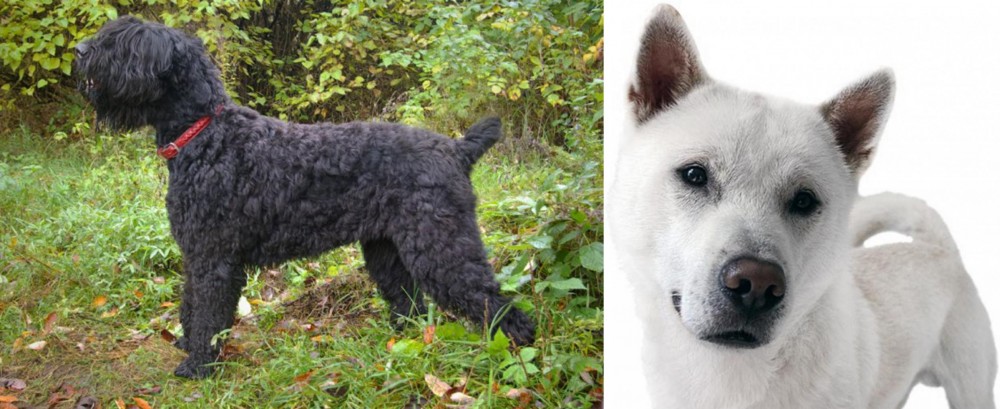 Kishu vs Black Russian Terrier - Breed Comparison