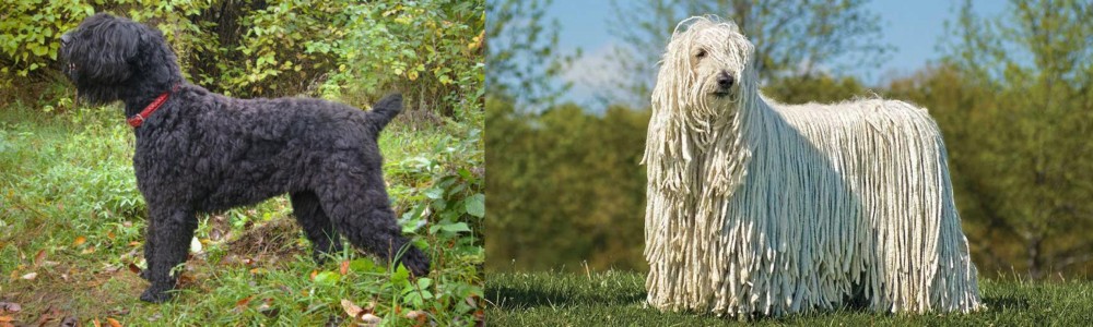 Komondor vs Black Russian Terrier - Breed Comparison