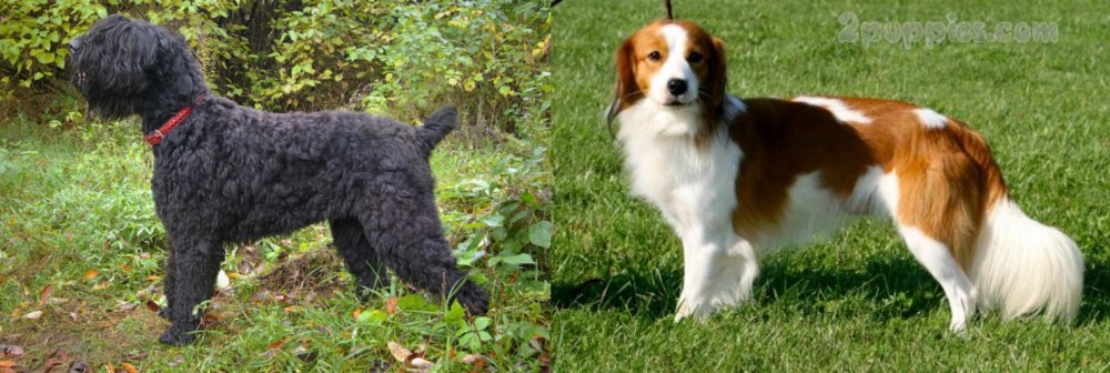 Kooikerhondje vs Black Russian Terrier - Breed Comparison