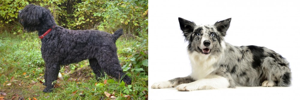Koolie vs Black Russian Terrier - Breed Comparison