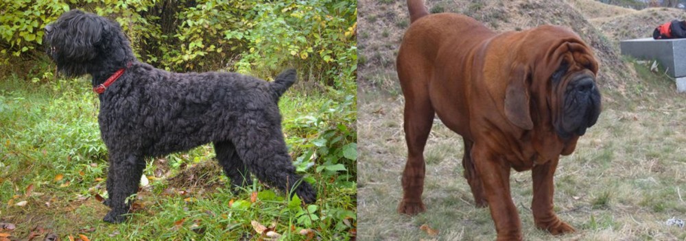 Korean Mastiff vs Black Russian Terrier - Breed Comparison