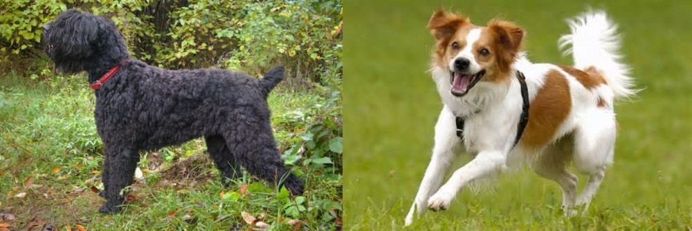 Kromfohrlander vs Black Russian Terrier - Breed Comparison