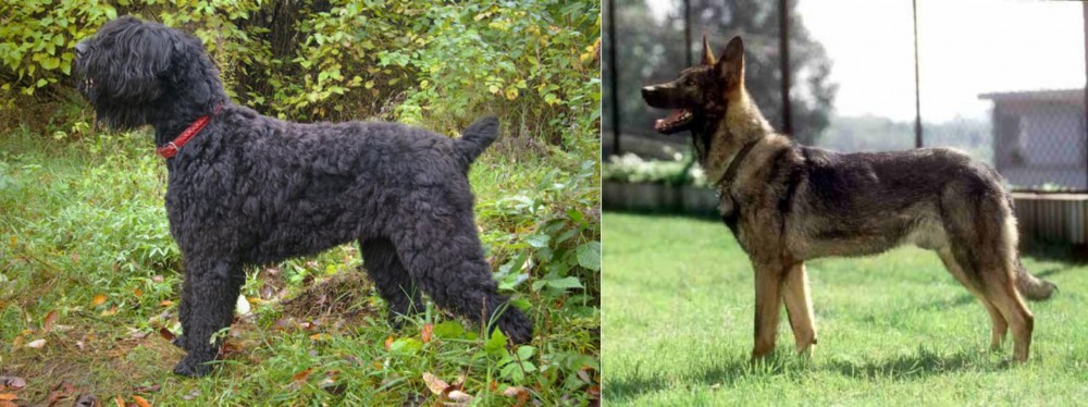 Kunming Dog vs Black Russian Terrier - Breed Comparison