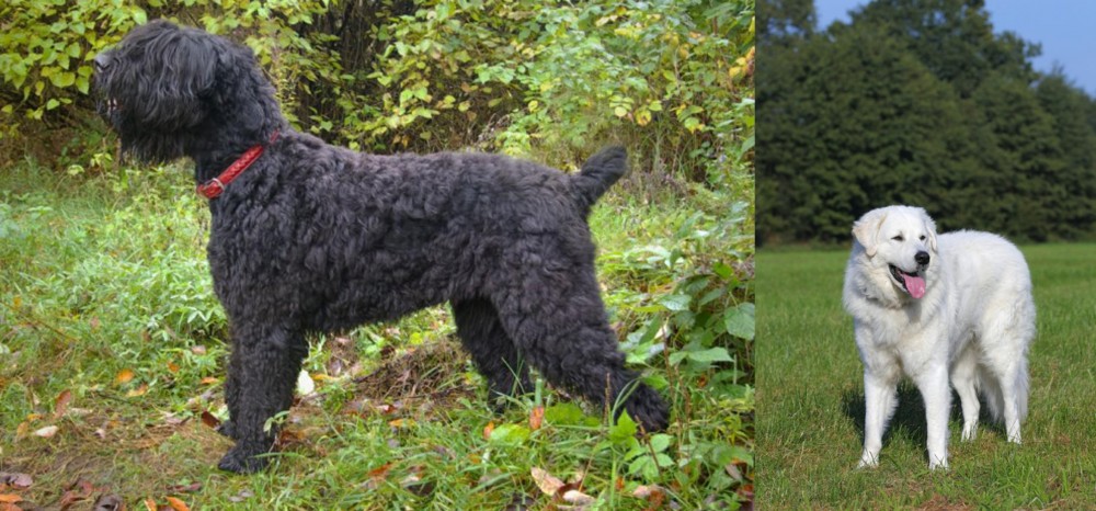 Kuvasz vs Black Russian Terrier - Breed Comparison