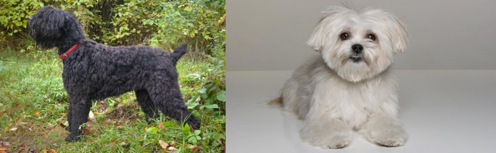 Kyi-Leo vs Black Russian Terrier - Breed Comparison