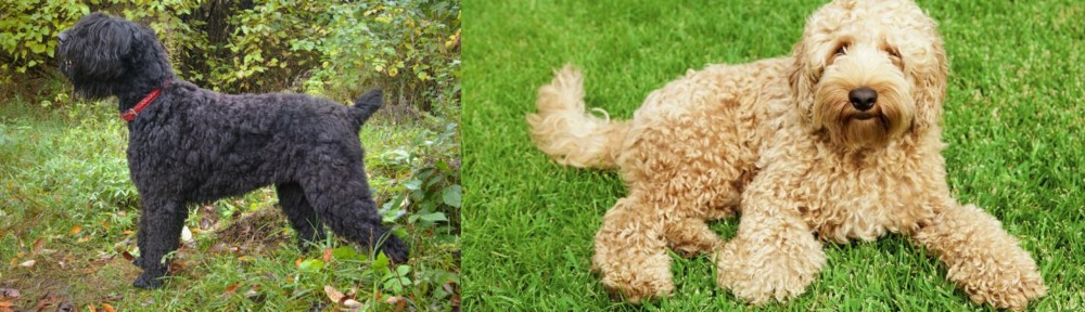 Labradoodle vs Black Russian Terrier - Breed Comparison