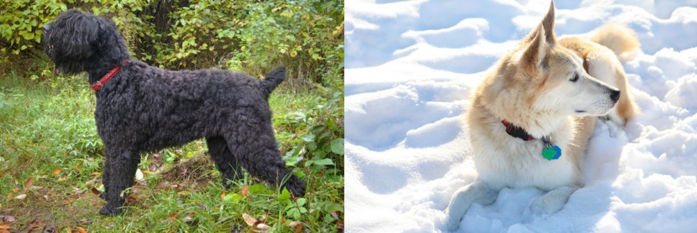 Labrador Husky vs Black Russian Terrier - Breed Comparison