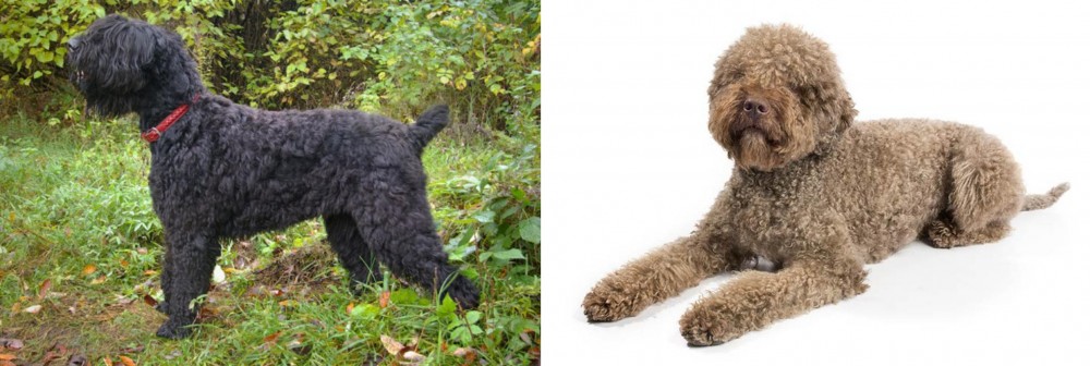 Lagotto Romagnolo vs Black Russian Terrier - Breed Comparison