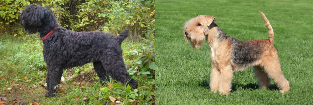 Lakeland Terrier vs Black Russian Terrier - Breed Comparison