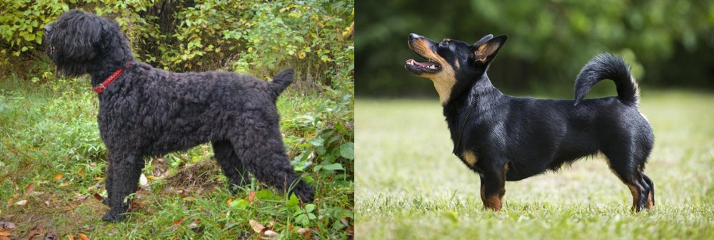Lancashire Heeler vs Black Russian Terrier - Breed Comparison