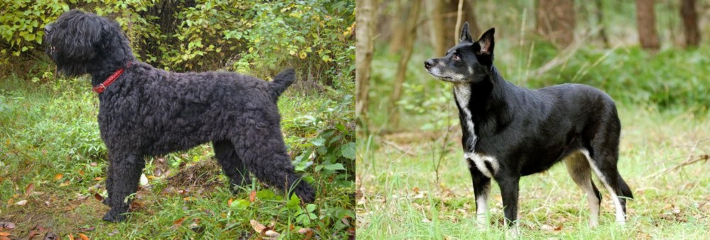 Lapponian Herder vs Black Russian Terrier - Breed Comparison